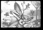 image: Image from the photoset &lsquo;le petit monde des oiseaux&rsquo;.