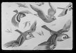image: Image from the photoset &lsquo;le petit monde des oiseaux&rsquo;.