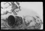 image: Image from the photoset &lsquo;pitou le petit chien&rsquo;.