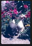 image: Image from the photoset &lsquo;les deux canetons&rsquo;.