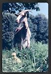 image: Image from the photoset &lsquo;les deux canetons&rsquo;.