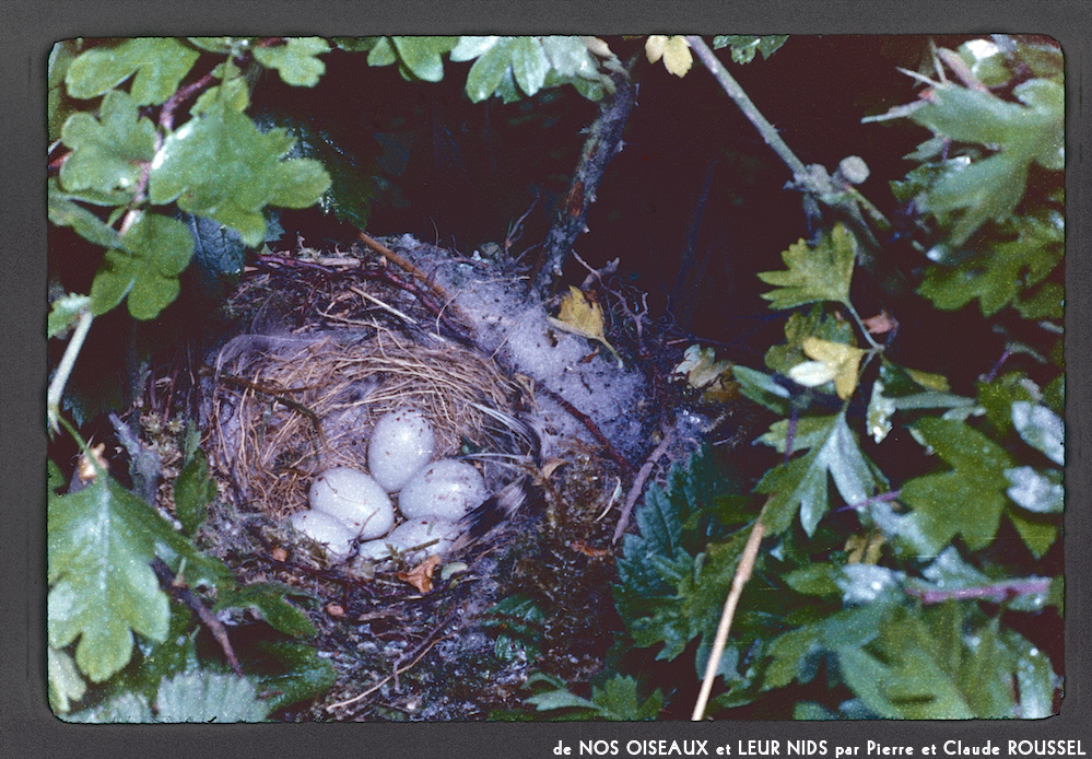image: This is &lsquo;Nos oiseaux et leurs nids 10&rsquo;.