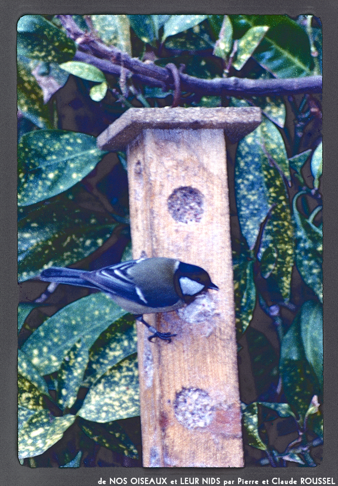 image: This is &lsquo;Nos oiseaux et leurs nids 16&rsquo;.