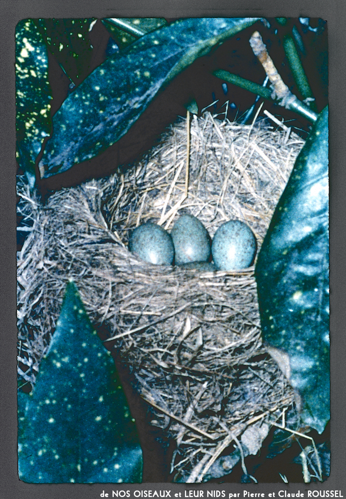image: This is &lsquo;Nos oiseaux et leurs nids 17&rsquo;.
