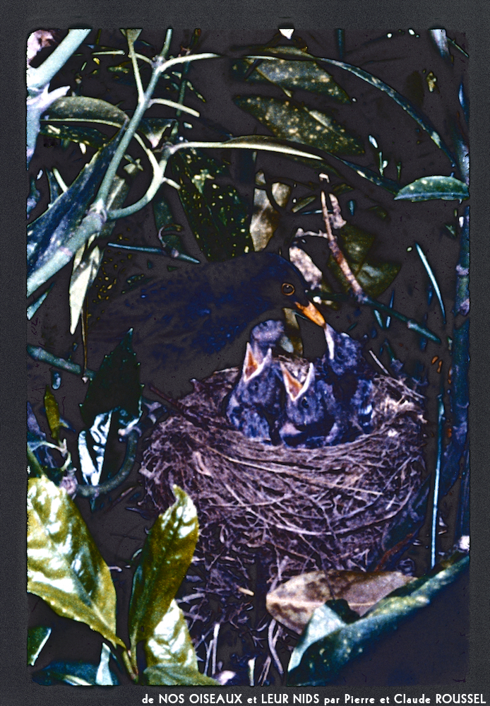 image: This is &lsquo;Nos oiseaux et leurs nids 18&rsquo;.