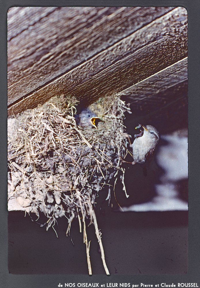 image: This is &lsquo;Nos oiseaux et leurs nids 4&rsquo;.