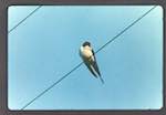 image: Image from the photoset &lsquo;Nos oiseaux et leurs nids&rsquo;.