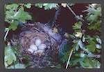 image: Image from the photoset &lsquo;Nos oiseaux et leurs nids&rsquo;.