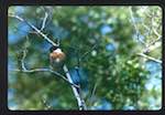 image: Image from the photoset &lsquo;Nos oiseaux et leurs nids&rsquo;.