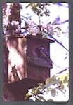 image: Image from the photoset &lsquo;Nos oiseaux et leurs nids&rsquo;.