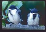 image: Image from the photoset &lsquo;Nos oiseaux et leurs nids&rsquo;.