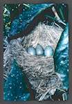 image: Image from the photoset &lsquo;Nos oiseaux et leurs nids&rsquo;.