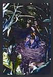 image: Image from the photoset &lsquo;Nos oiseaux et leurs nids&rsquo;.