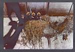 image: Image from the photoset &lsquo;Nos oiseaux et leurs nids&rsquo;.