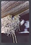 image: Image from the photoset &lsquo;Nos oiseaux et leurs nids&rsquo;.