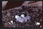 image: Image from the photoset &lsquo;Nos oiseaux et leurs nids&rsquo;.