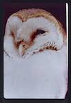 image: Image from the photoset &lsquo;Nos oiseaux et leurs nids&rsquo;.