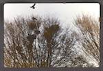 image: Image from the photoset &lsquo;Nos oiseaux et leurs nids&rsquo;.