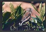 image: Image from the photoset &lsquo;Nos oiseaux et leurs nids&rsquo;.
