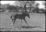 image: Image from the photoset &lsquo;la journ&eacute;e d&rsquo;un petit poulain&rsquo;.
