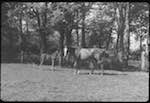 image: Image from the photoset &lsquo;la journ&eacute;e d&rsquo;un petit poulain&rsquo;.