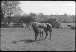 image: Image from the photoset &lsquo;la journ&eacute;e d&rsquo;un petit poulain&rsquo;.