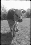 image: Image from the photoset &lsquo;la journ&eacute;e d&rsquo;un petit poulain&rsquo;.