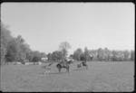 image: Image from the photoset &lsquo;la journ&eacute;e d&rsquo;un petit poulain&rsquo;.