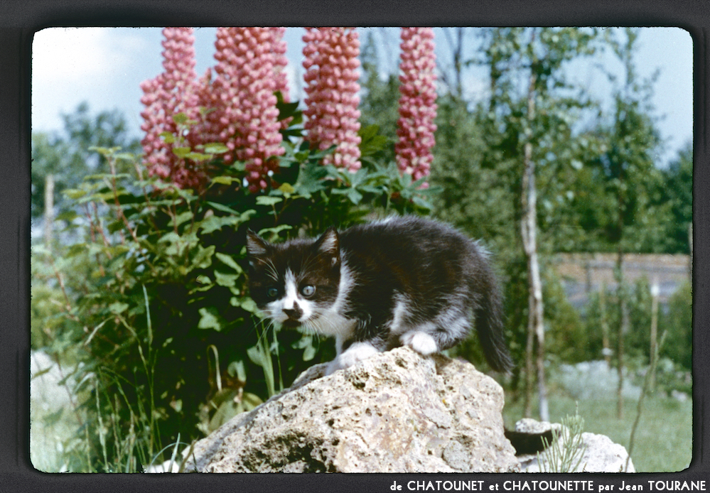 image: This is &lsquo;chatounet et chatounette 4&rsquo;.