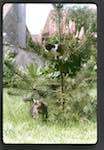 image: Image from the photoset &lsquo;chatounet et chatounette&rsquo;.
