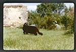 image: Image from the photoset &lsquo;chatounet et chatounette&rsquo;.