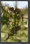 image: Image from the photoset &lsquo;chatounet et chatounette&rsquo;.