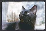 image: Image from the photoset &lsquo;chatounet et chatounette&rsquo;.