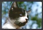 image: Image from the photoset &lsquo;chatounet et chatounette&rsquo;.