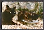 image: Image from the photoset &lsquo;chatounet et chatounette&rsquo;.