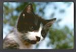 image: Image from the photoset &lsquo;chatounet et chatounette&rsquo;.