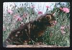 image: Image from the photoset &lsquo;chatounet et chatounette&rsquo;.