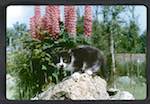 image: Image from the photoset &lsquo;chatounet et chatounette&rsquo;.