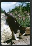 image: Image from the photoset &lsquo;chatounet et chatounette&rsquo;.