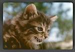 image: Image from the photoset &lsquo;chatounet et chatounette&rsquo;.