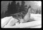 image: Image from the photoset &lsquo;saturnin aux sports d&rsquo;hiver&rsquo;.