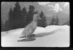 image: Image from the photoset &lsquo;saturnin aux sports d&rsquo;hiver&rsquo;.