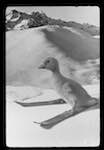 image: Image from the photoset &lsquo;saturnin aux sports d&rsquo;hiver&rsquo;.