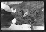 image: Image from the photoset &lsquo;saturnin aux sports d&rsquo;hiver&rsquo;.