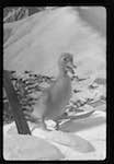 image: Image from the photoset &lsquo;saturnin aux sports d&rsquo;hiver&rsquo;.