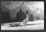 image: Image from the photoset &lsquo;saturnin aux sports d&rsquo;hiver&rsquo;.