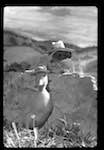 image: Image from the photoset &lsquo;saturnin, campeur&rsquo;.