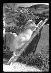 image: Image from the photoset &lsquo;saturnin, campeur&rsquo;.