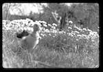 image: Image from the photoset &lsquo;saturnin, campeur&rsquo;.