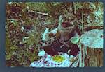image: Image from the photoset &lsquo;marie pique&ndash;nique&rsquo;.